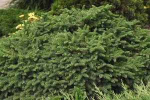 #5 spruce dwarf norway