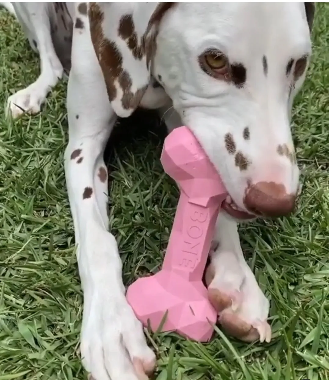 Dental Bone Toy