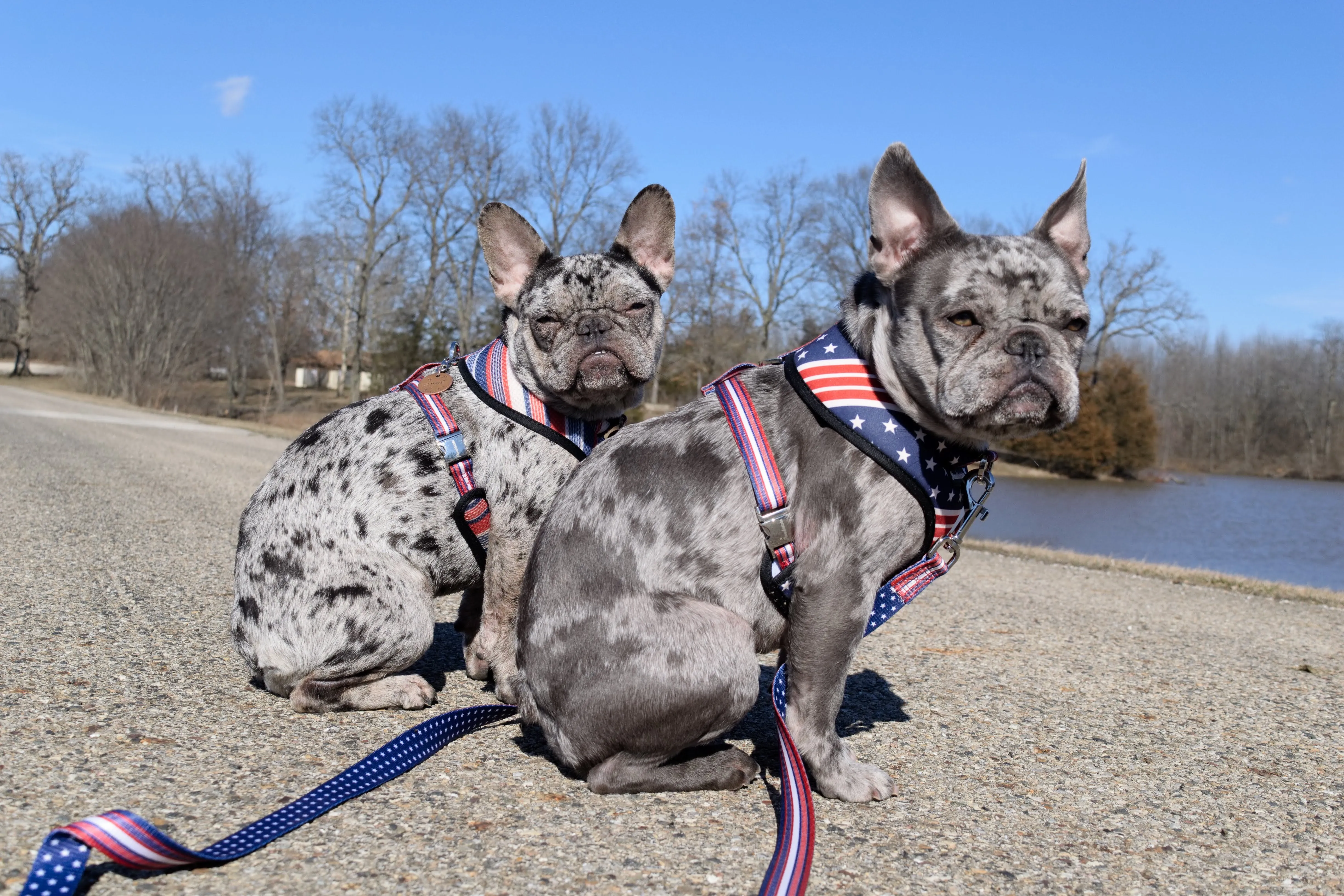 Frenchiestore Luxury Leash | All American