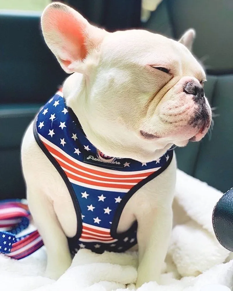 Frenchiestore Luxury Leash | All American