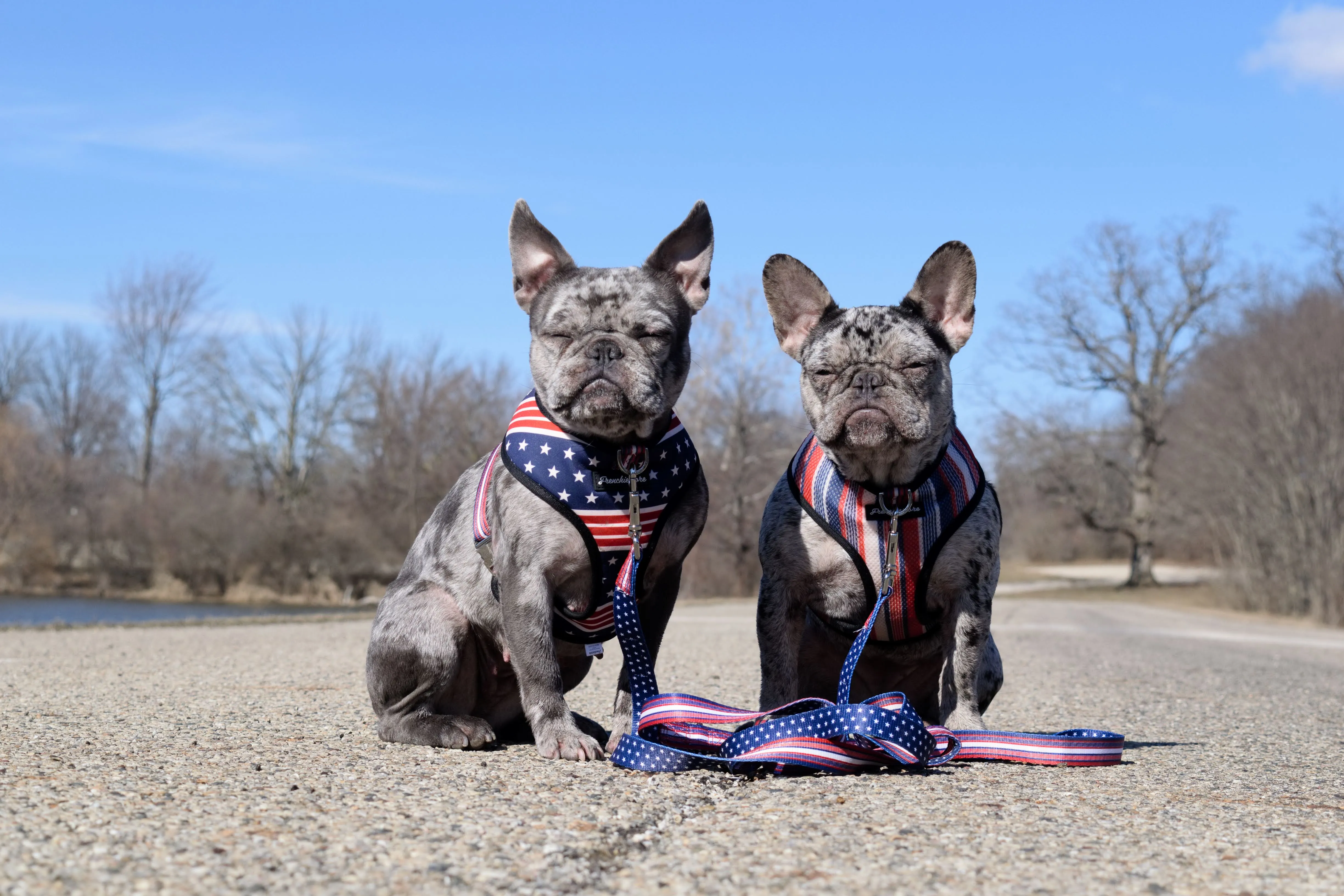 Frenchiestore Luxury Leash | All American