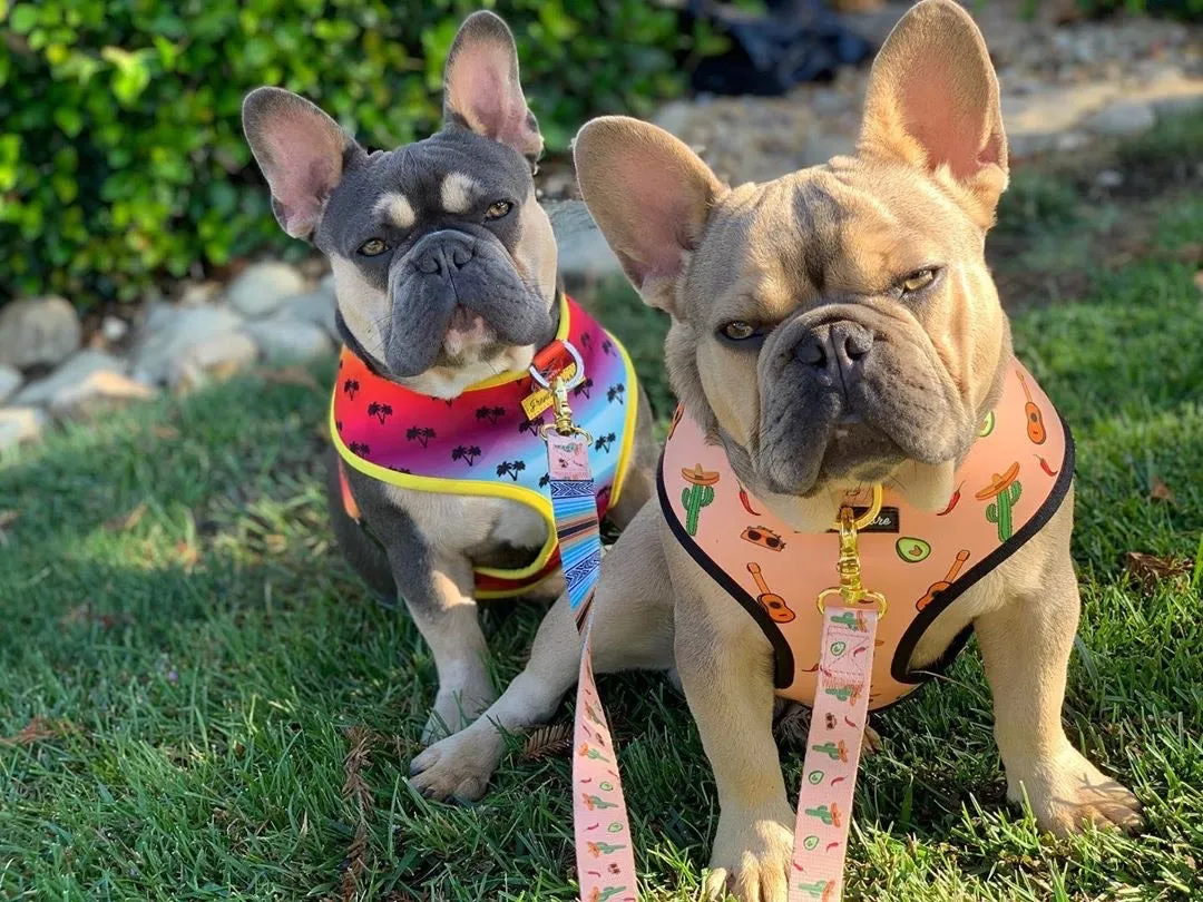 Frenchiestore Multiple Configurations Health Leash | Livin' La Vida Frenchie