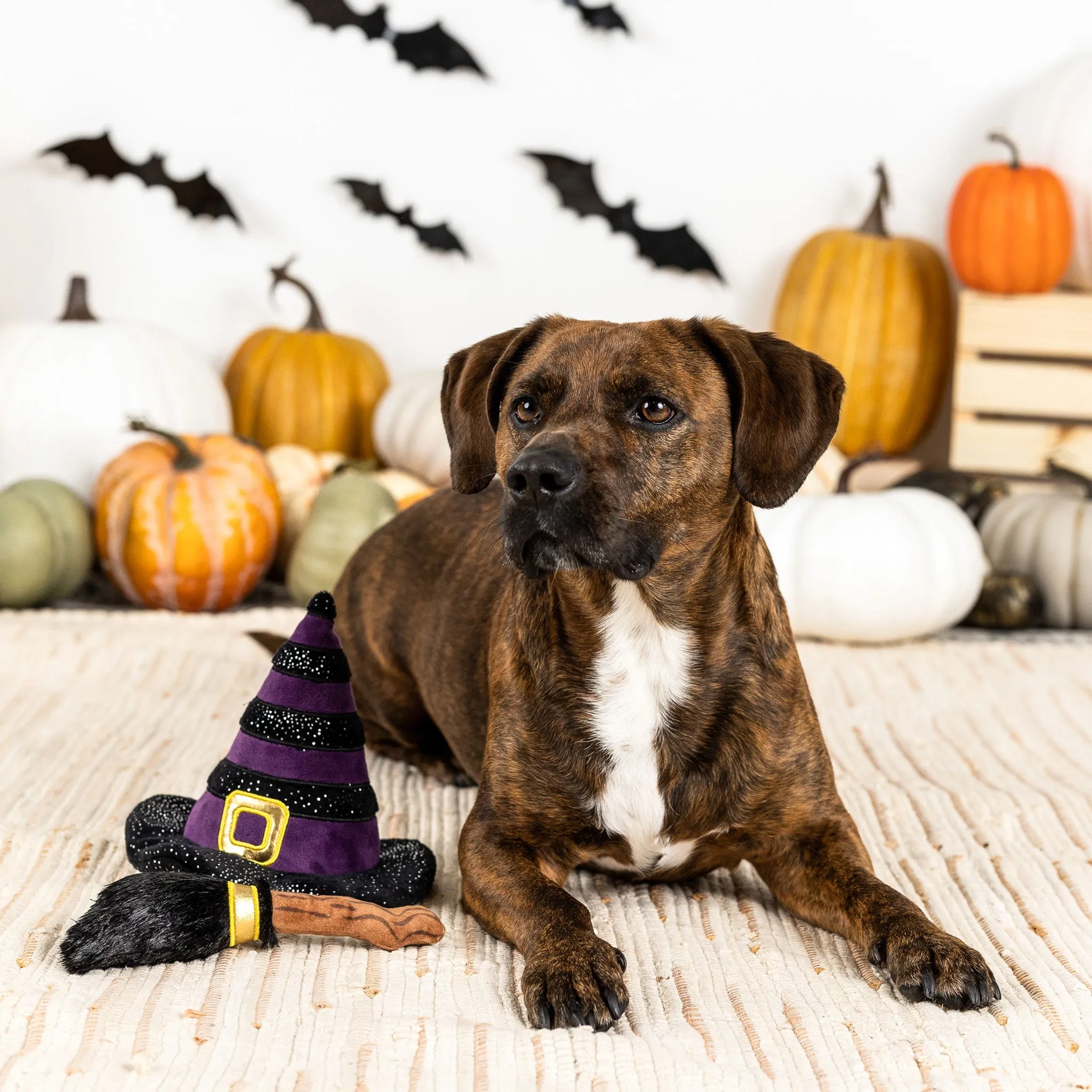 Fringe If the Broom Fits Dog Toys
