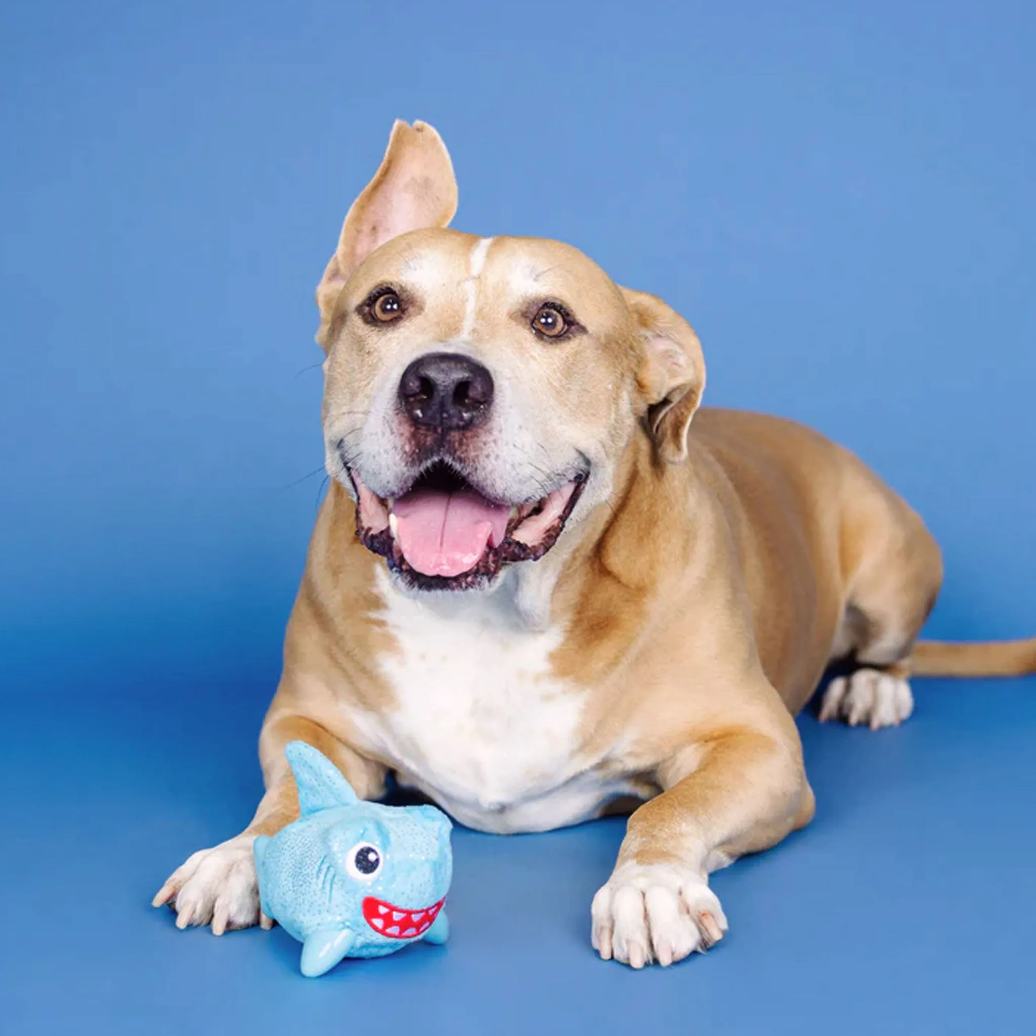 Fringe Plush & Rubber Shark Dog Toy