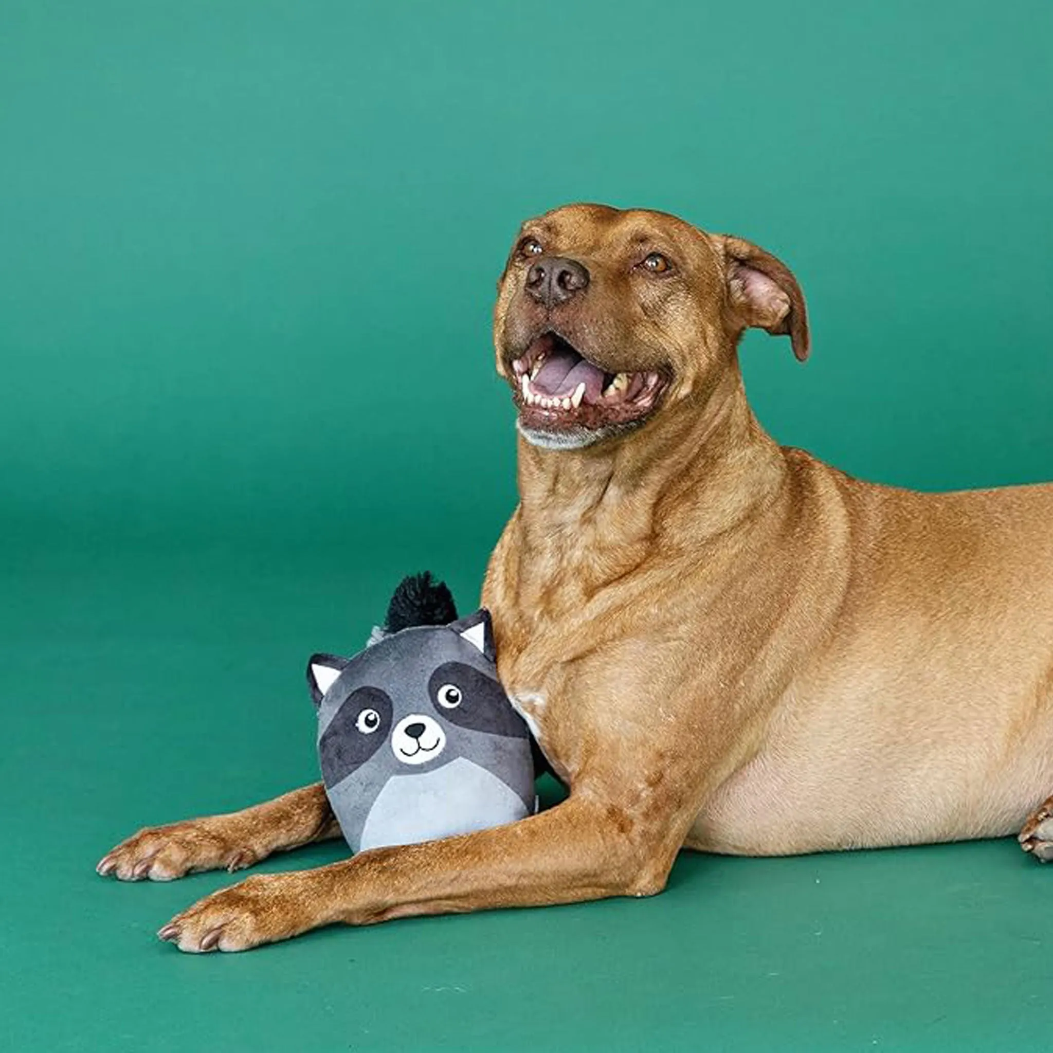 Fringe Rocky Racoon Dog Toy