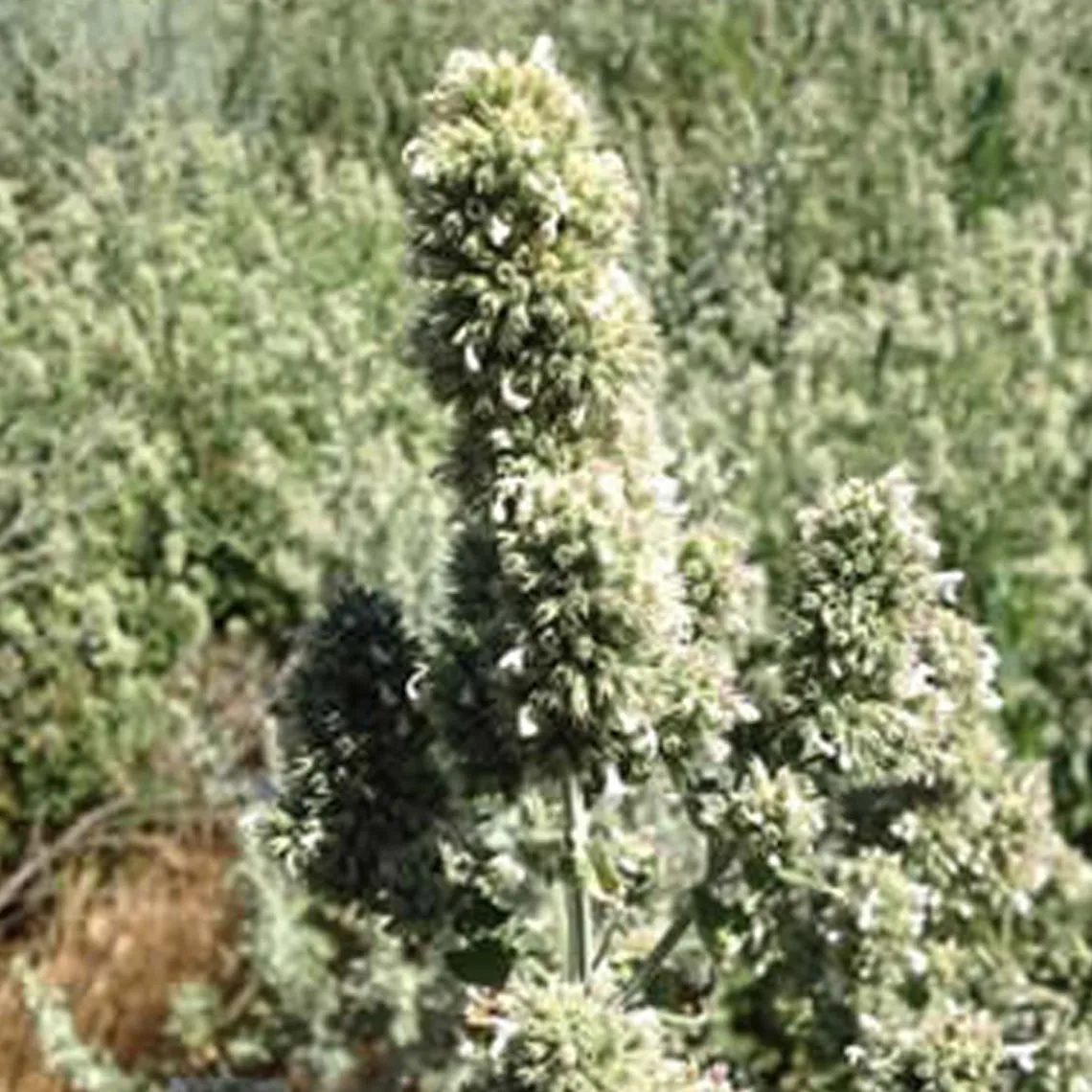 From the Field Chewy the Hemp Rope Organic Catnip Cat Toy