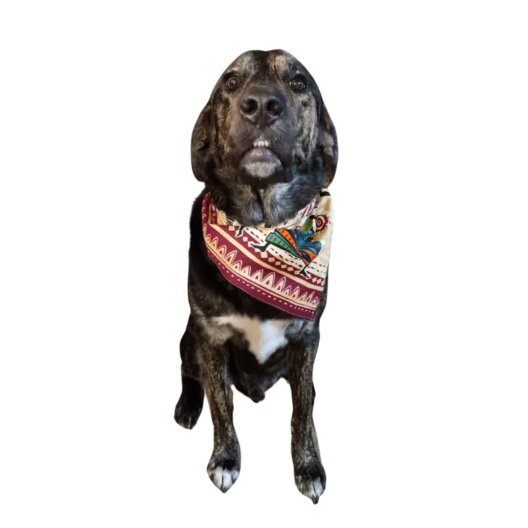Hapi Bandana