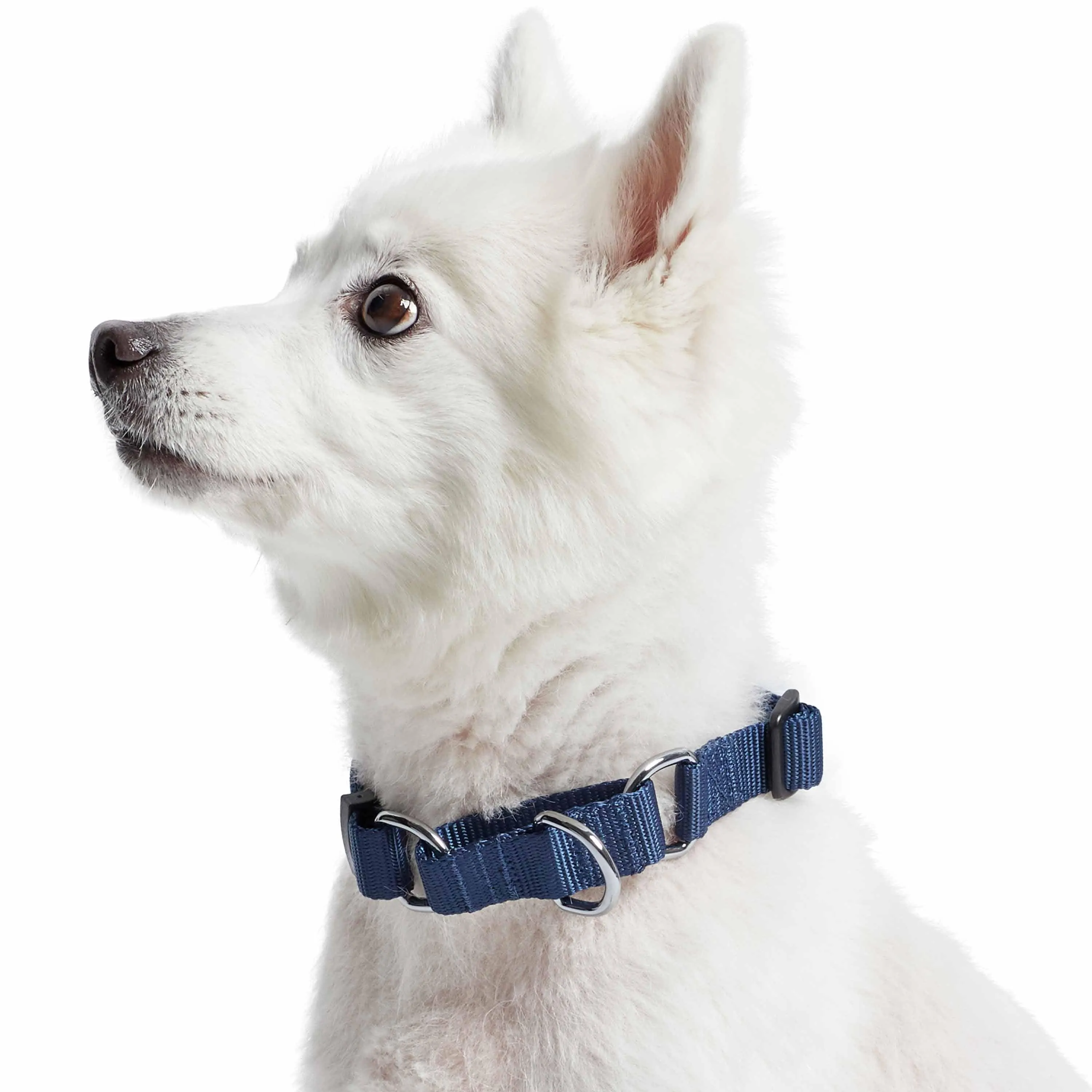 Martingale Safety Training Dog Collar, Blue