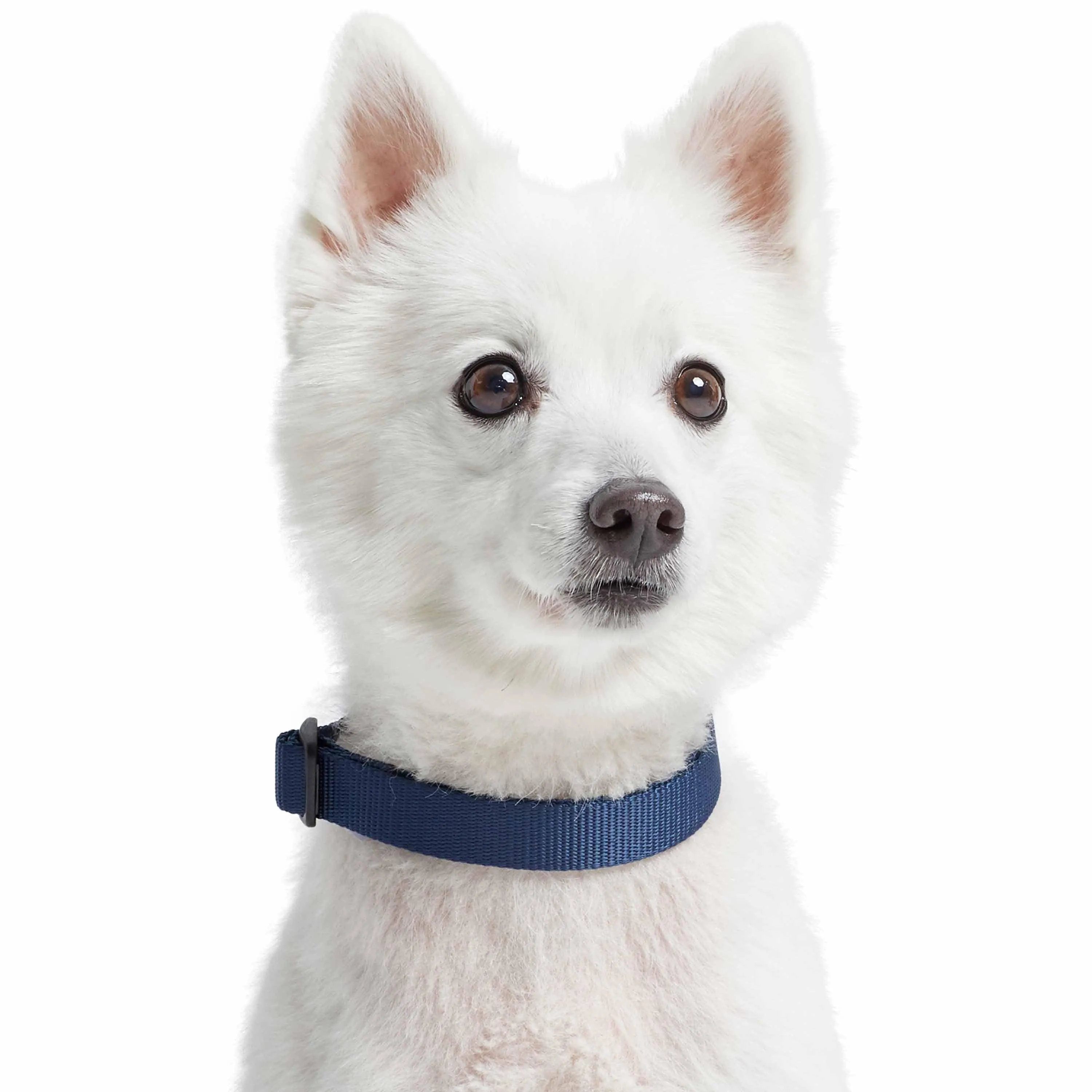 Martingale Safety Training Dog Collar, Blue