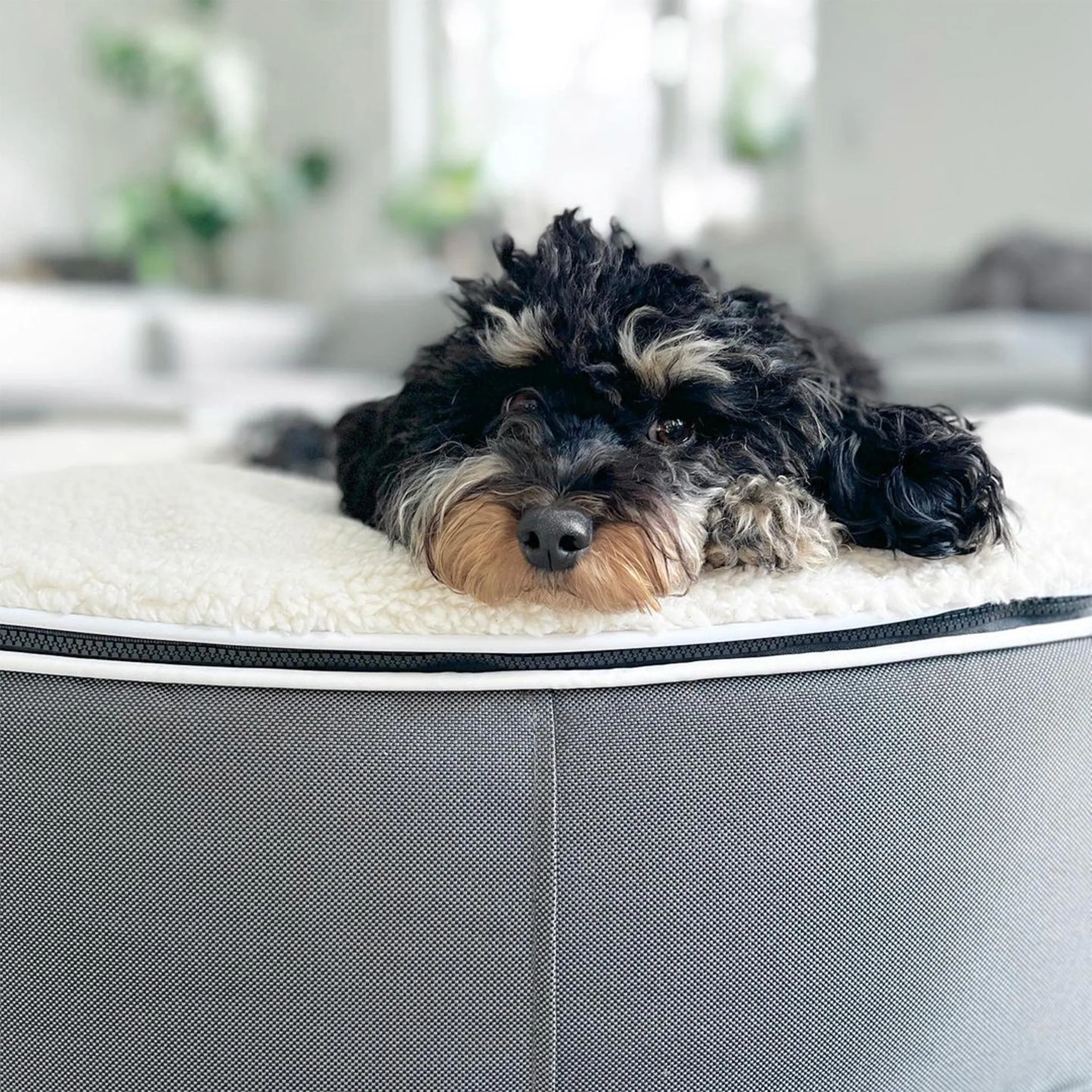 Medium Luxury Dog Bed - Interior/Outdoor