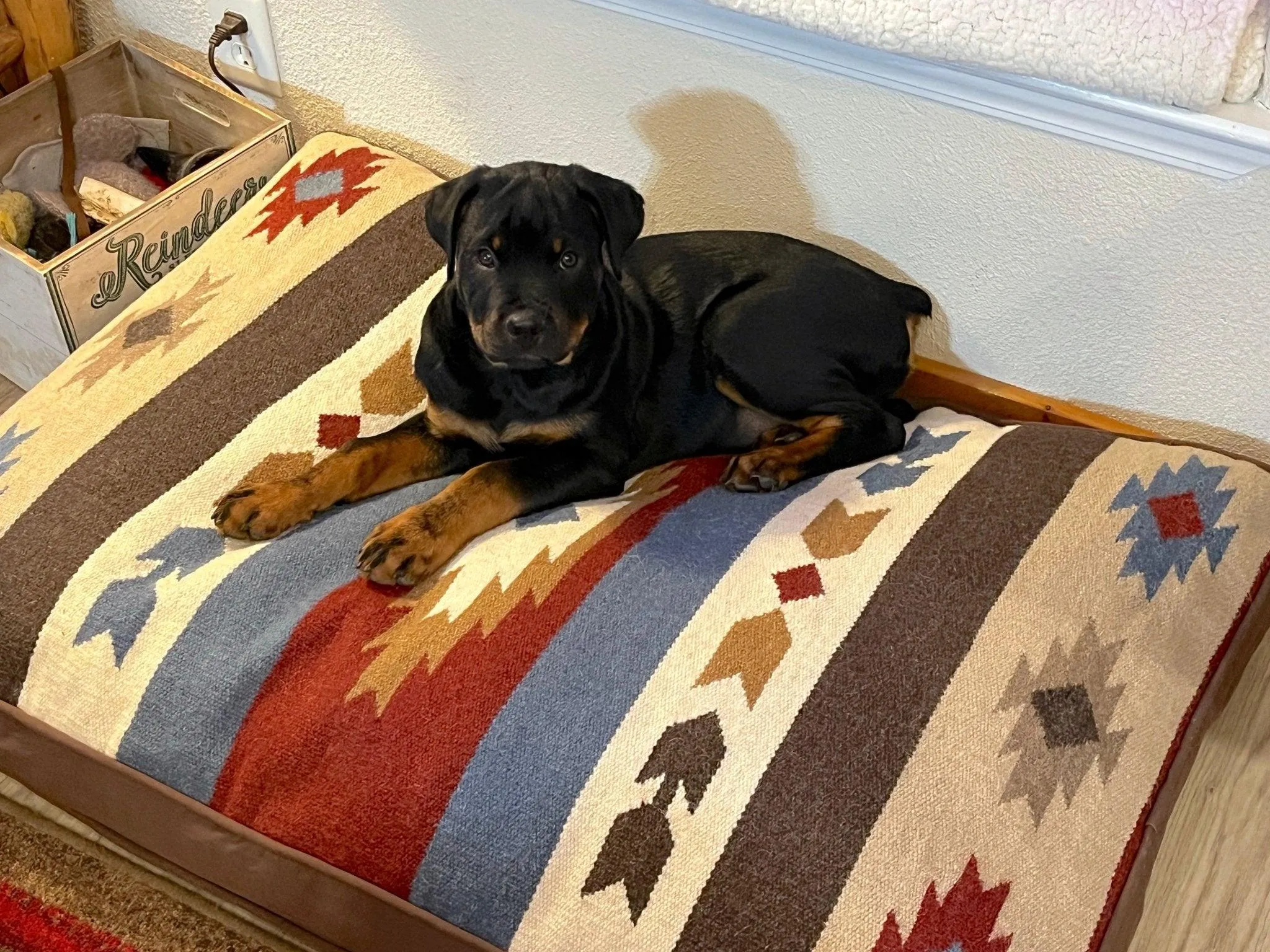 Sedona Wool & Canvas Dog Beds