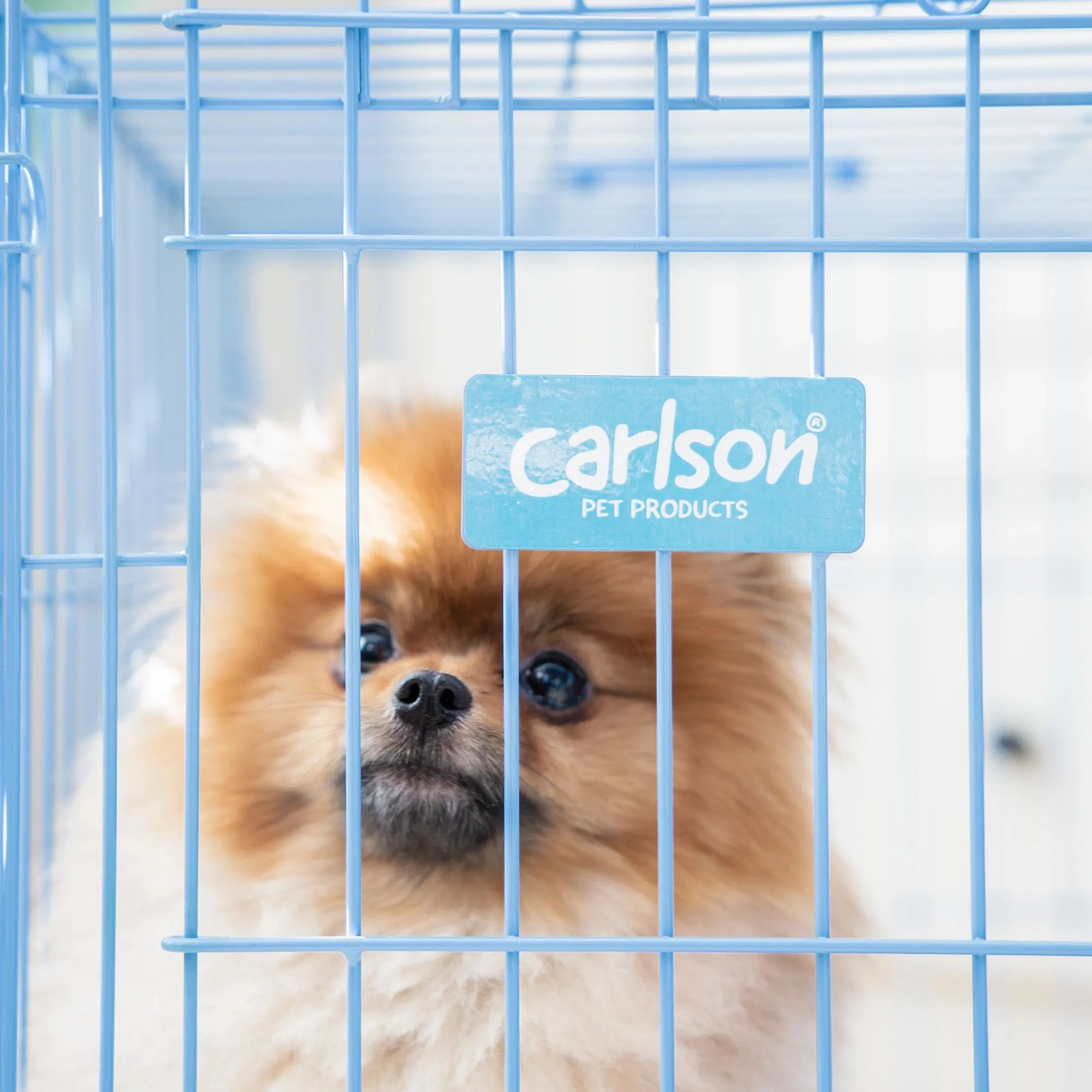 Small Single-Door Dog Crate